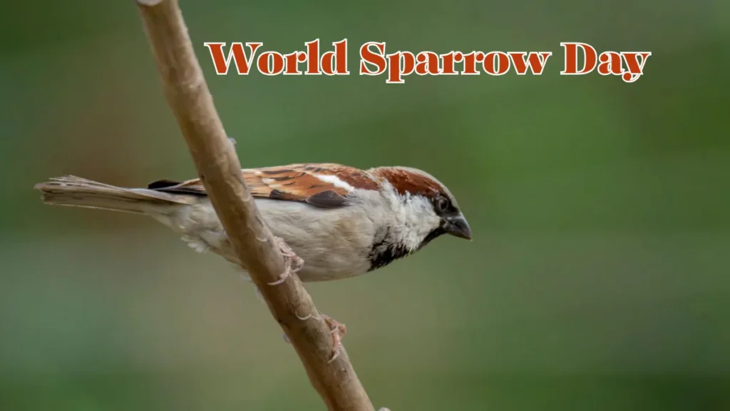 World Sparrow Day