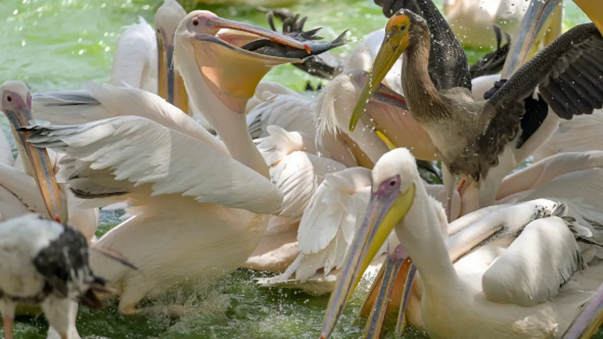 Kankaria Zoo