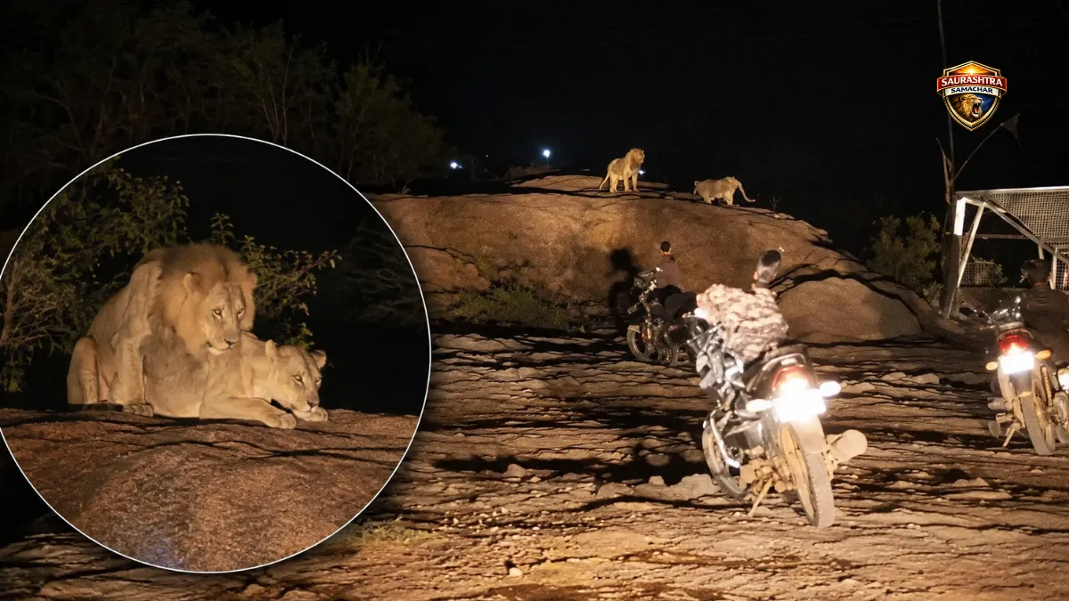 Lion attack in Amreli Gujarat